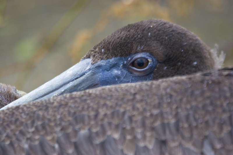 Brown Pelican